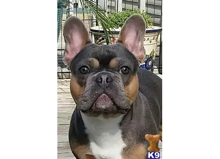 a french bulldog dog with its tongue out